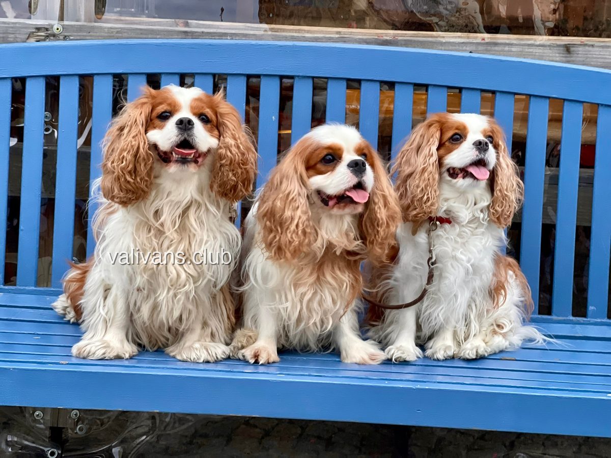 Cavalier King Charles Spaniel blenheim adultos, tres sentados en fila sobre un banco azul