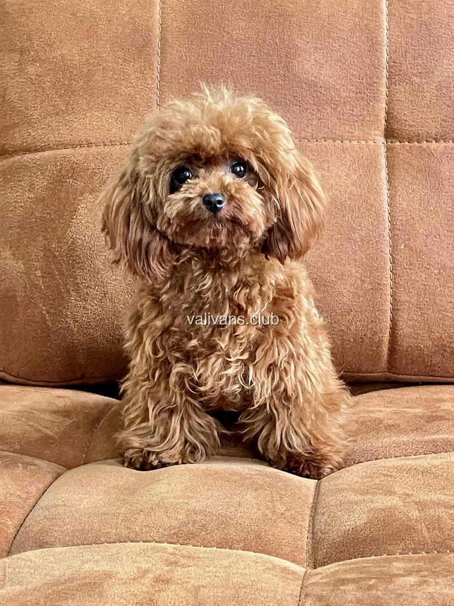 Adult red-brown Toy Poodle sitting on a brown sofa