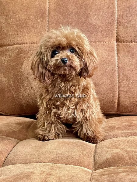 Apricot Toy Poodle adult, sitting on a brown sofa
