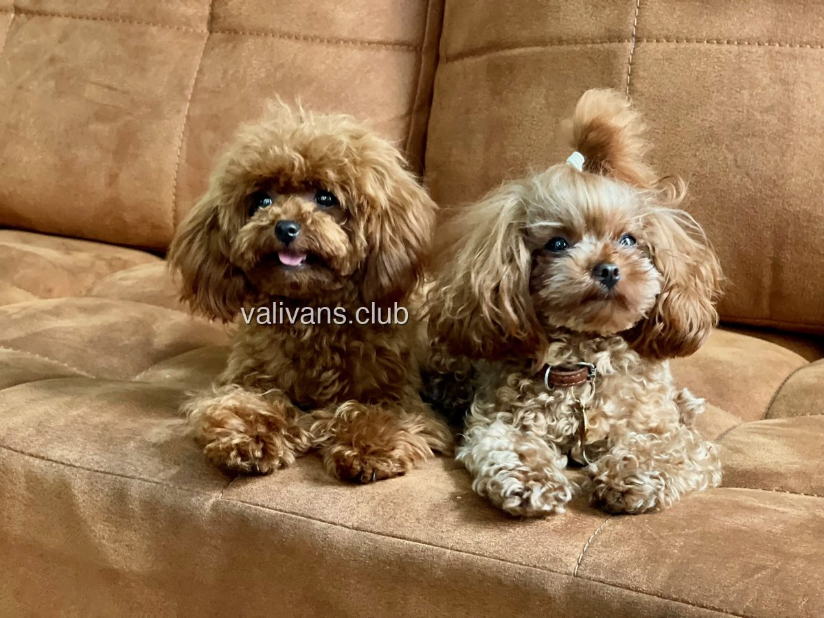 Two red and apricot Toy Poodles lying side by side on a tan suede sofa