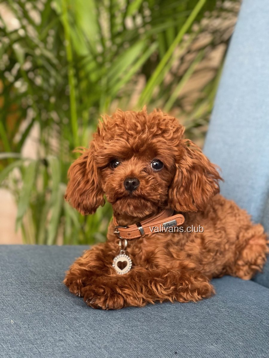 Caniche toy rojo adulto, tumbado en una silla azul delante de una palmera, mirando a la cámara