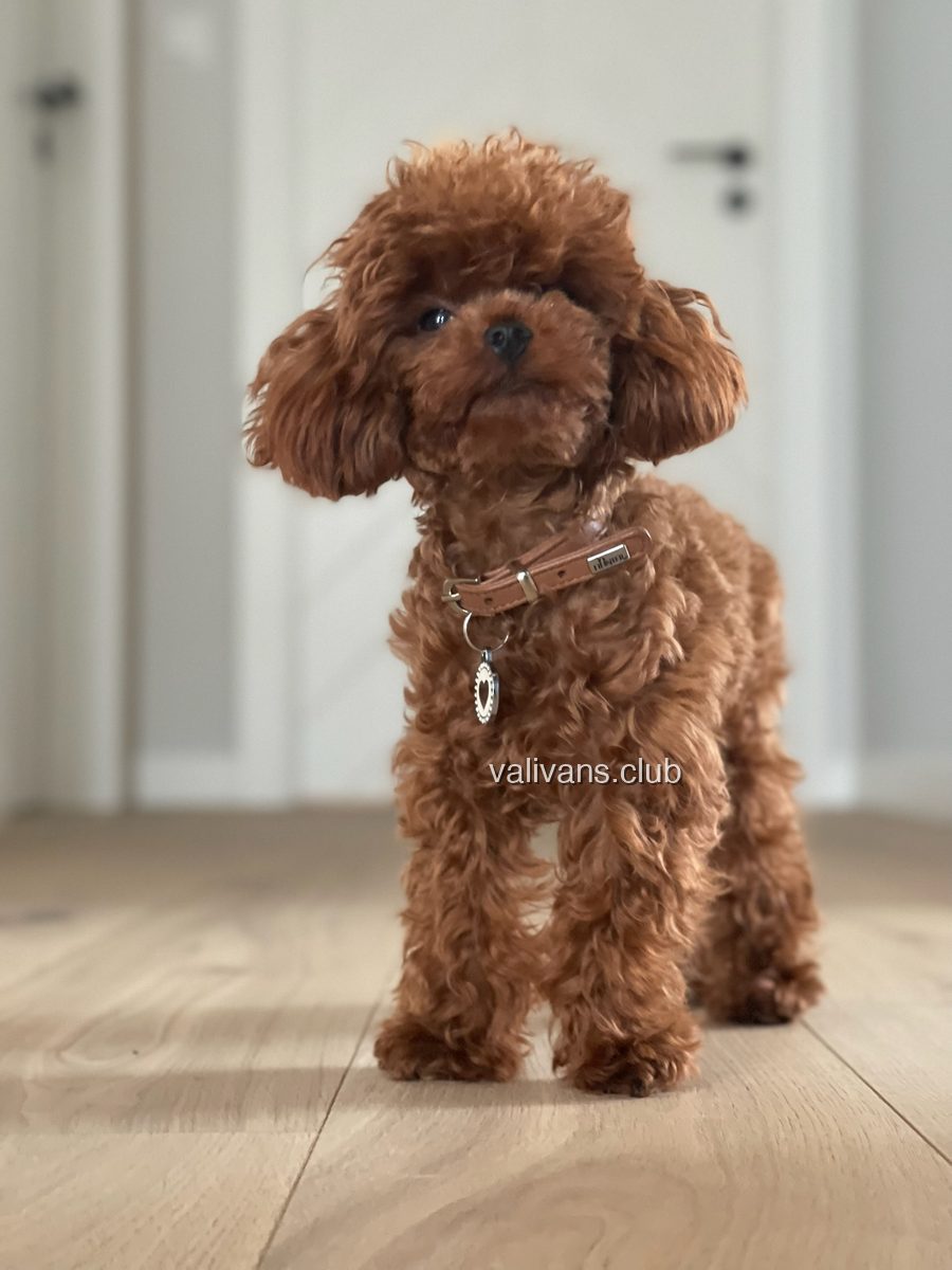 Adult red Toy Poodle in a leather collar, standing on parquet in a hallway