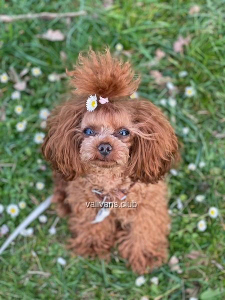 Red Toy Poodle adult, sitting in the grass among daisies with a flower clip in the topknot
