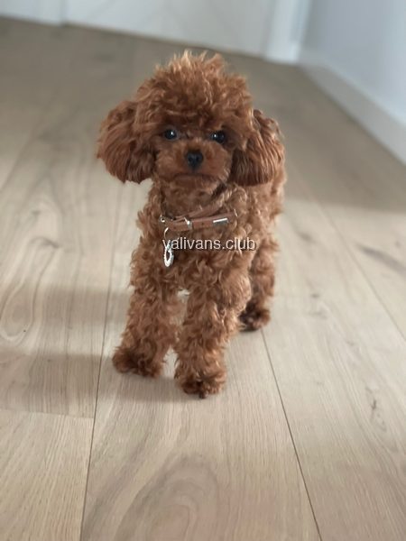 Red Toy Poodle adult standing on a light wooden floor, looking at the camera