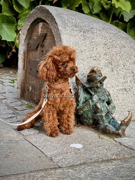Red Toy Poodle on a leash, sitting on cobblestones next to a small bronze statue and looking ahead