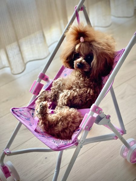 Red Toy Poodle with a topknot resting in a pink toy pram on a wooden floor at home