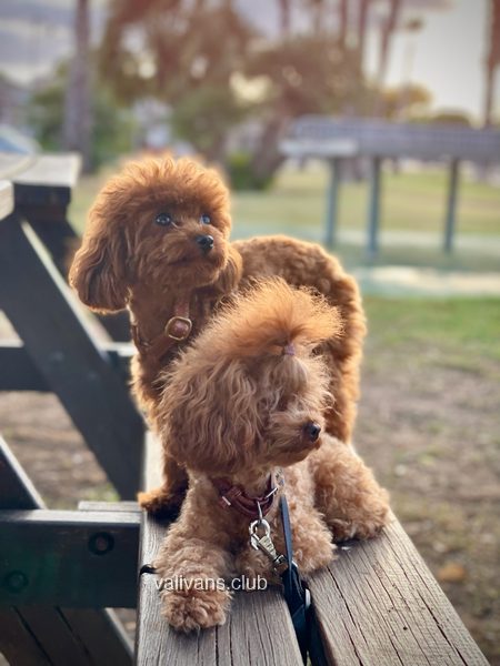 Two red Toy Poodles on a wooden park bench, one standing and one lying down