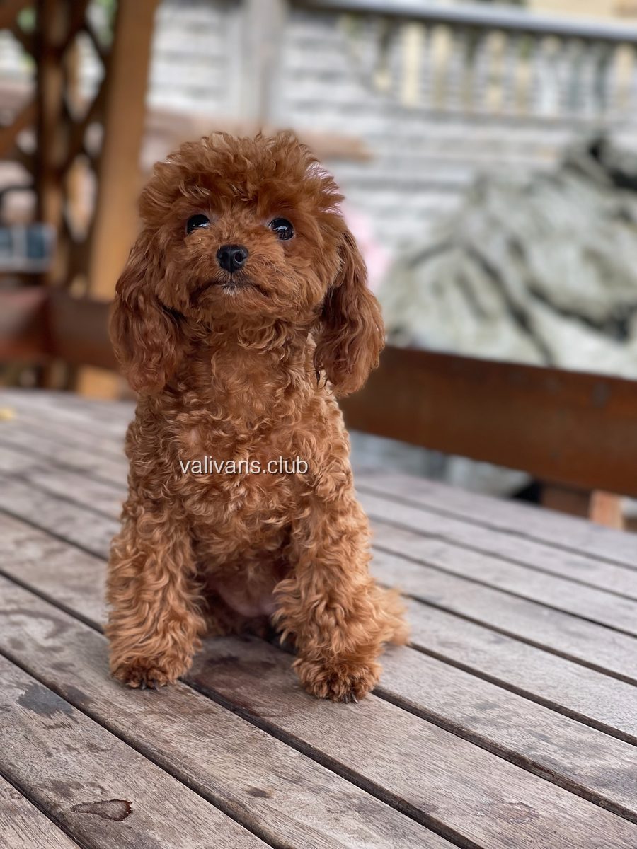 Cachorro de caniche toy rojo, sentado sobre una mesa de madera al aire libre