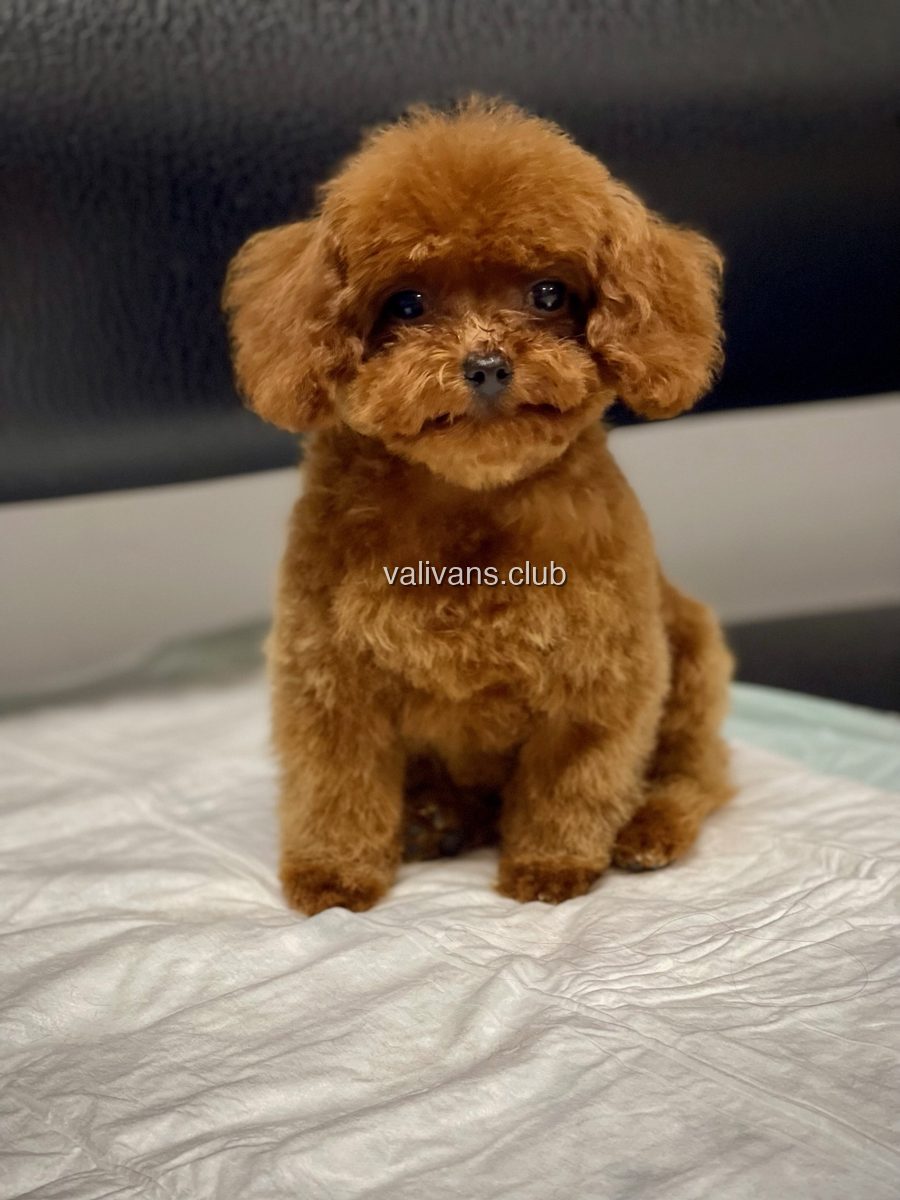Fluffy red Toy Poodle puppy sitting upright on a white pad in front of a dark background