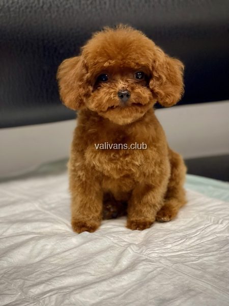 Fluffy red Toy Poodle puppy sitting upright on a white pad in front of a dark background