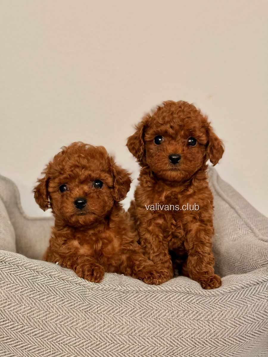 Two red Toy Poodle puppies sitting together in a grey fabric bed
