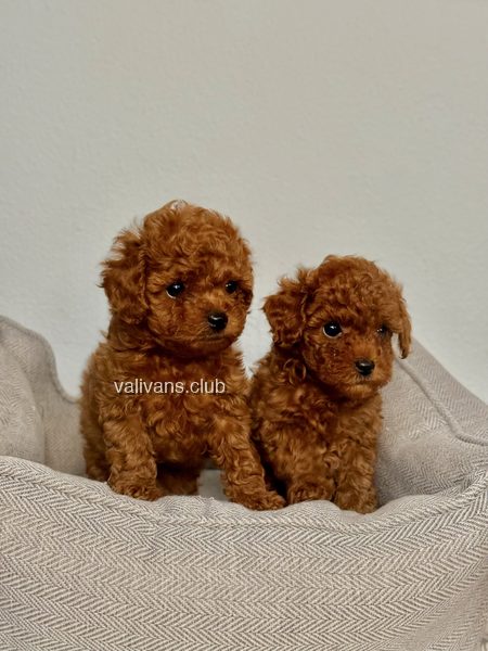 Two red Toy Poodle puppies, one looking away from the camera