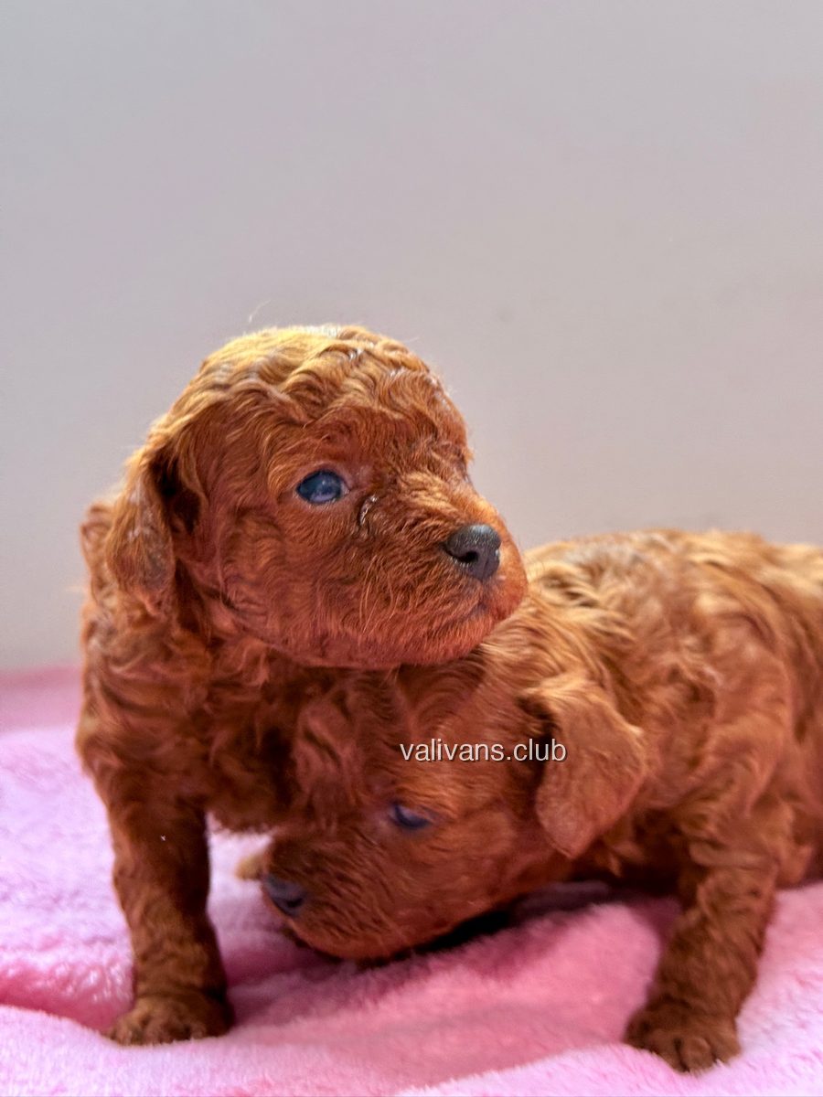 Two very young red Toy Poodle puppies huddled together on a pink blanket