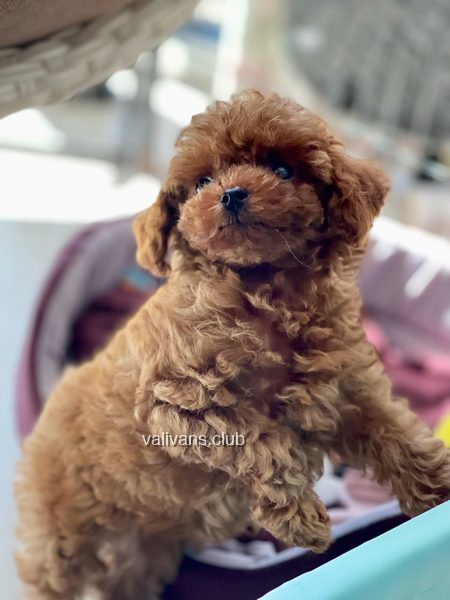 Red Toy Poodle puppy, looking up against a soft background