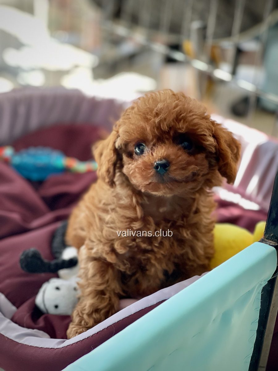 Cachorro de caniche toy rojo con el pelo esponjoso sin cortar, sentado en una cama con juguetes y mirando a la cámara