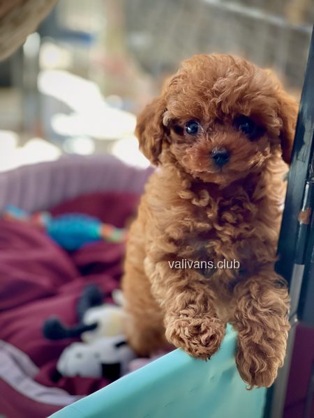Curly red Toy Poodle puppy resting its front paws on a teal edge, with a bed and soft toys behind it