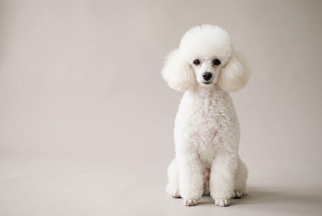 Imagen ilustrativa: un caniche toy blanco sentado y erguido sobre un fondo liso gris cálido