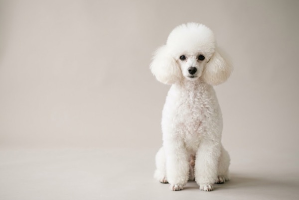 Illustrative image: a white Toy Poodle sitting upright against a plain warm-grey background
