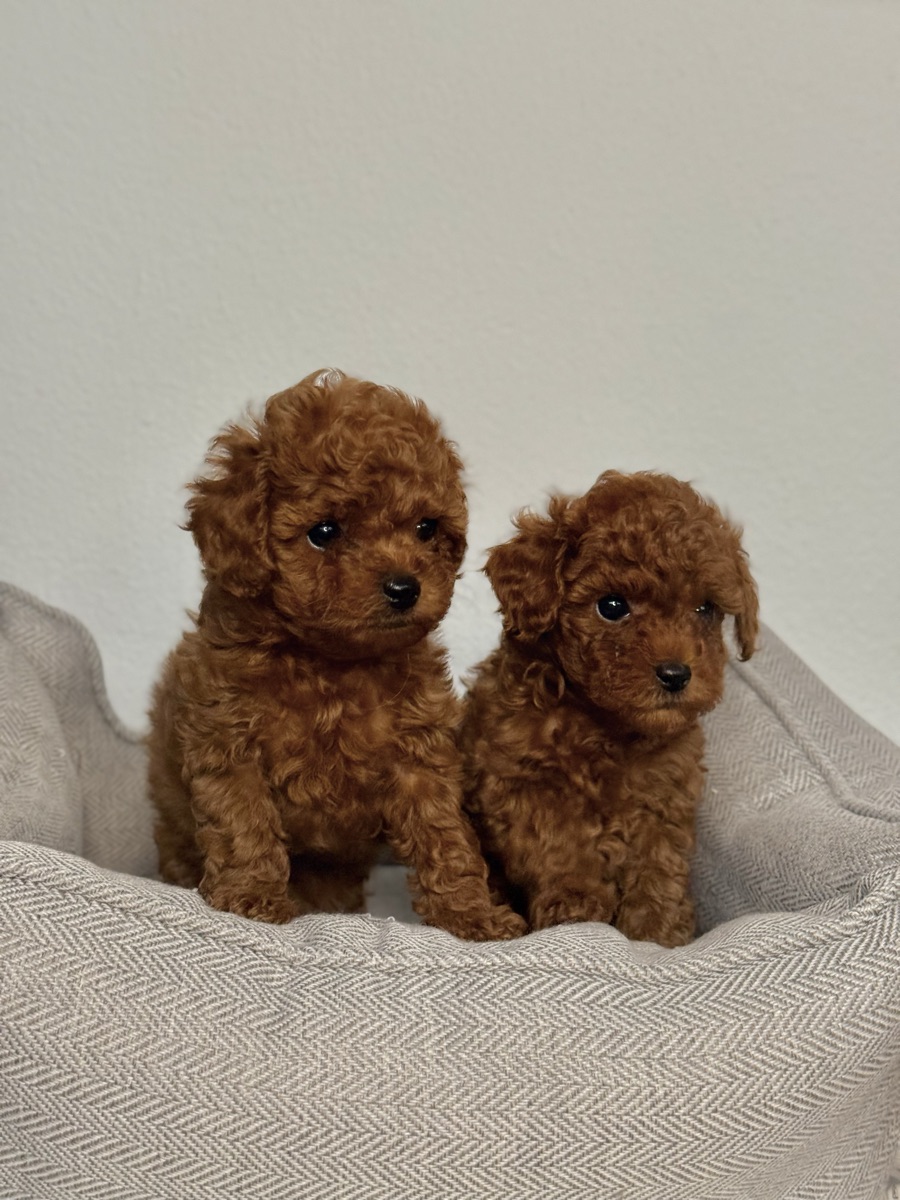 Red Toy Poodle Color Genetics Price Where To Buy