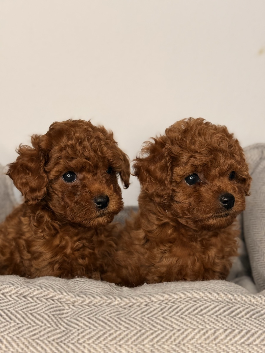 Red Toy Poodle puppies close-up — Valivans
