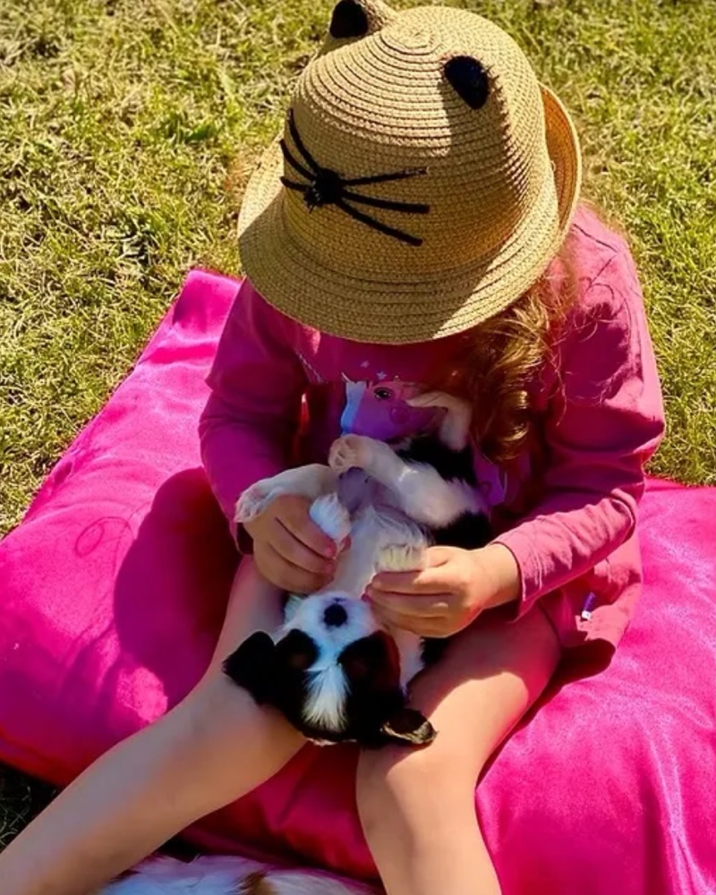 A child cuddling a Valivans Cavalier King Charles Spaniel puppy on the grass in Valencia